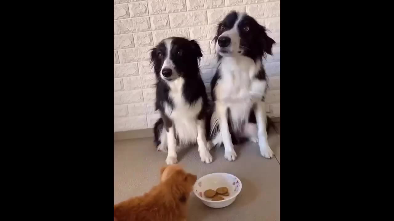 Funny animals goes crazy