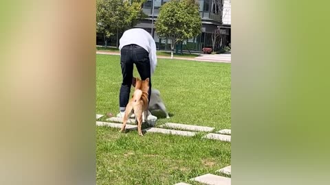 Funny&Smart animals