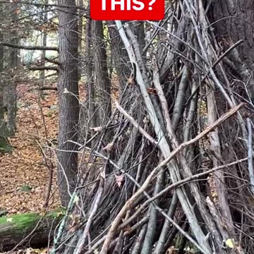 BABY BIGFOOT SHELTER