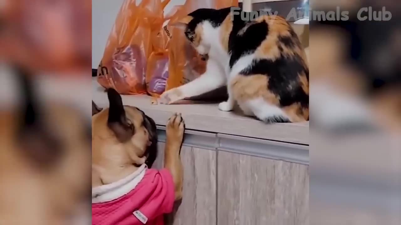 Funny Animal Videos 2023 😂 - Funniest Dogs And Cats Videos 😺😍#36