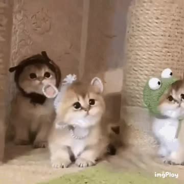 Cute Cat Gif