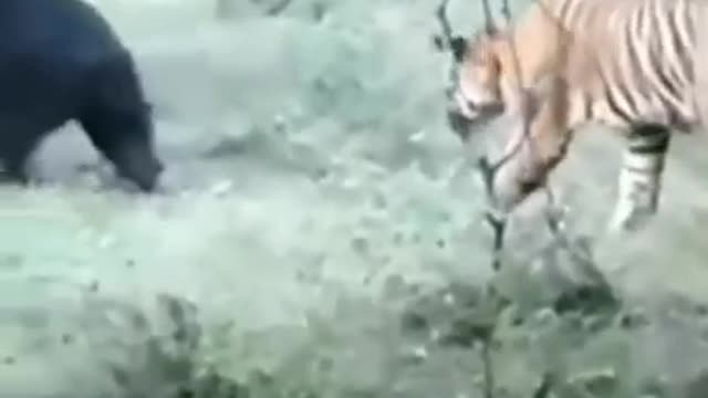 tiger vs bear big fight