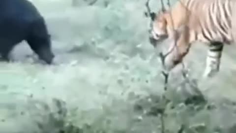 tiger vs bear big fight