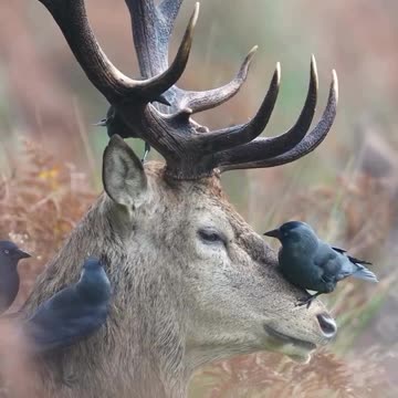 Pliable, understands that this is good for him...