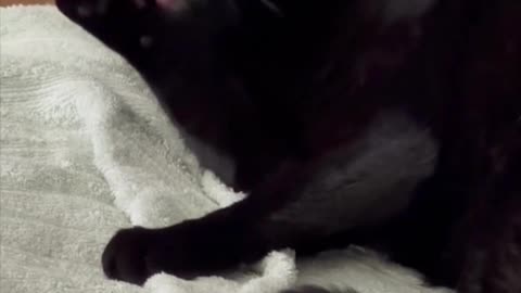 Adopting a Cat from a Shelter Vlog - Cute Precious Piper Remembers to Wash Behind Her Ears #shorts