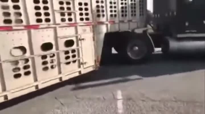 Vegan activists try to stop a truck 🤦‍♂️