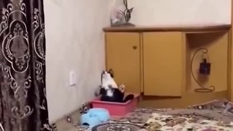 Funny Cats and Dogs