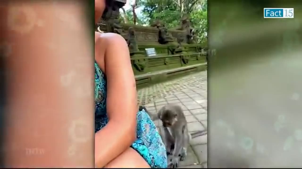 Monkey_Laughing_Funny___video_-_Animal_😂(720p