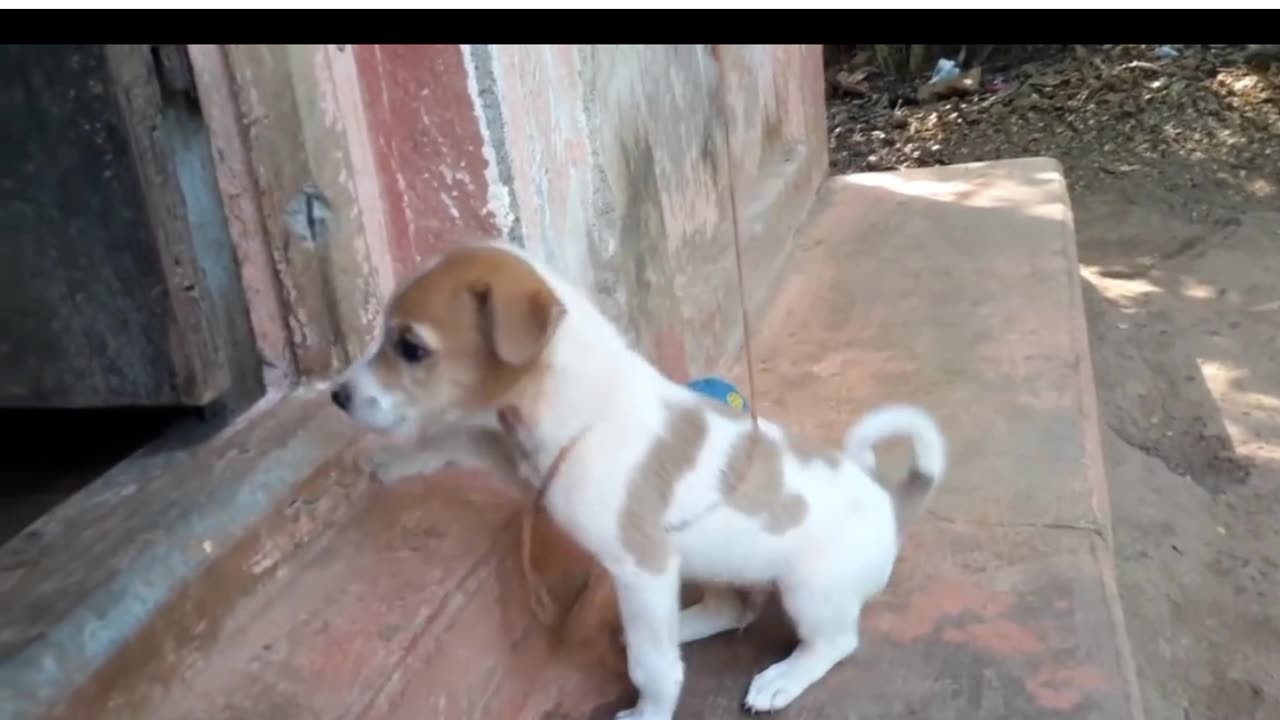 Funny dog clip