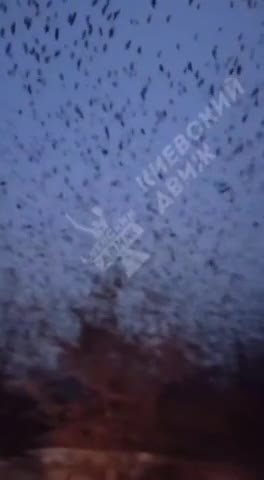 Κοράκια τους ψαχνουν...