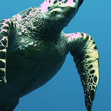 FACE TO FACE WITH SEA TURTLE | Alex Beldi
