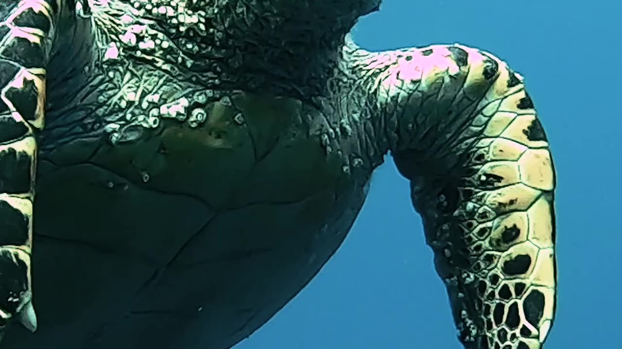 FACE TO FACE WITH SEA TURTLE | Alex Beldi