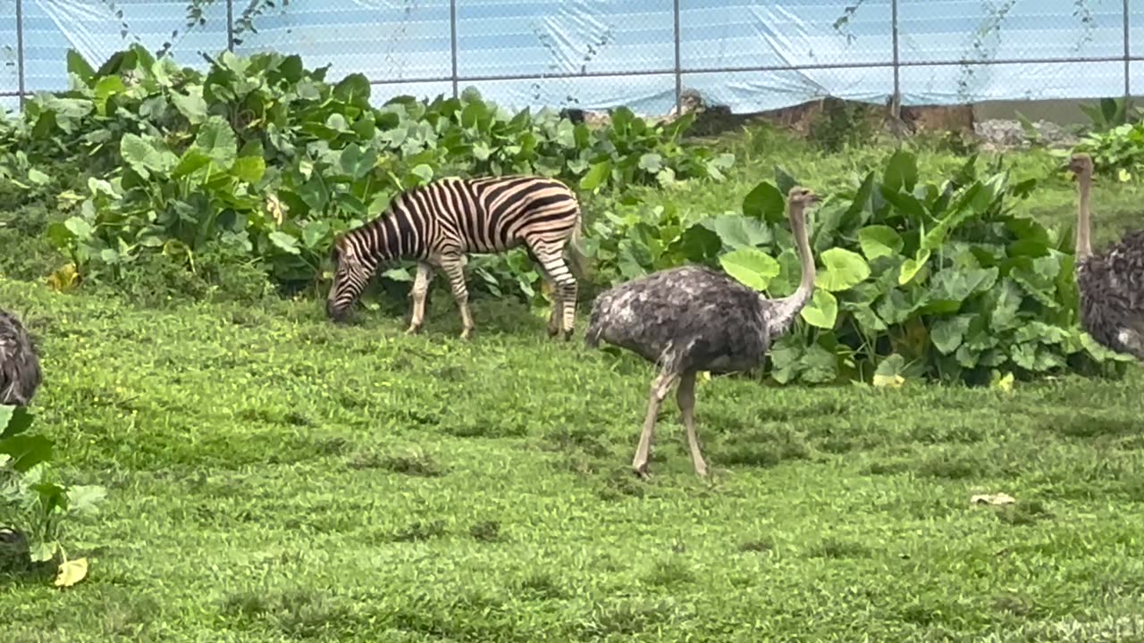 Giraffes, Antelope, Ostrich + an Ill behaved Zebra