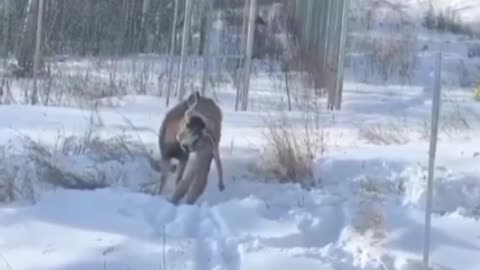 amazing lynx attacks deer