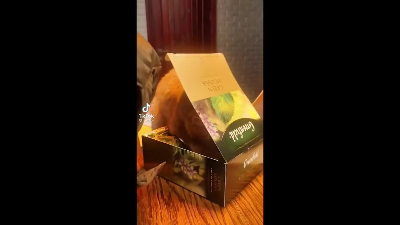 FUNNY CATS 4