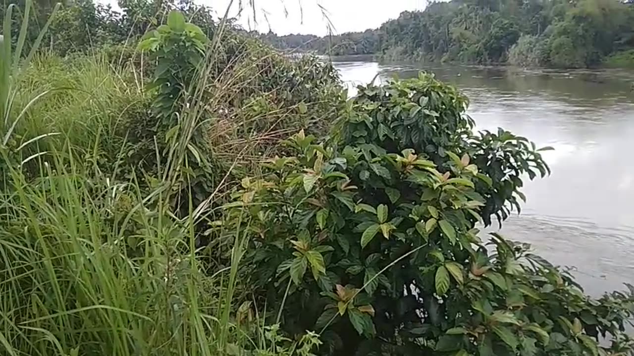 wild birdsong, kicauan burung