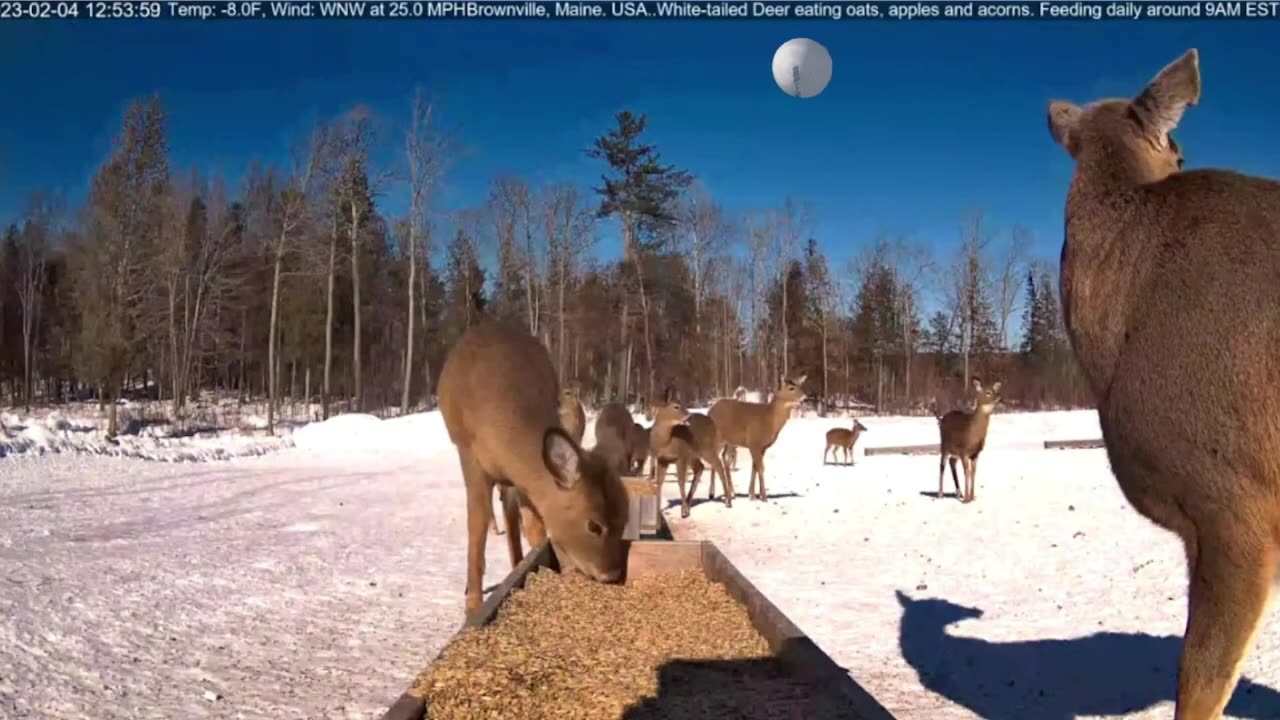 Chinese Spy Balloon Caught on Deer Pantry "Trough View" Near Brownville Maine