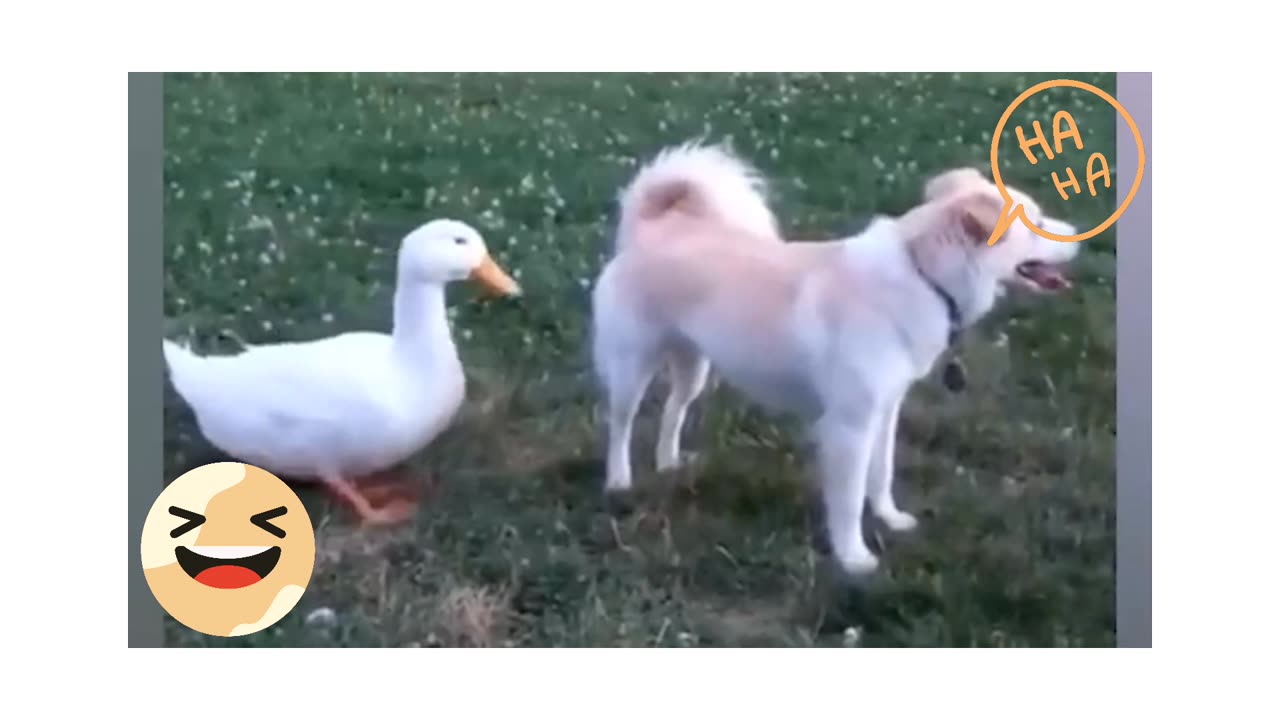 Funny animals video 😂 rumble videos 😄