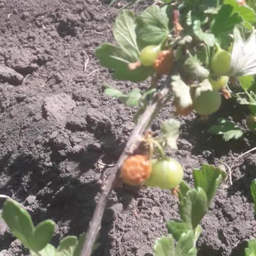 What does a frozen gooseberry look like?