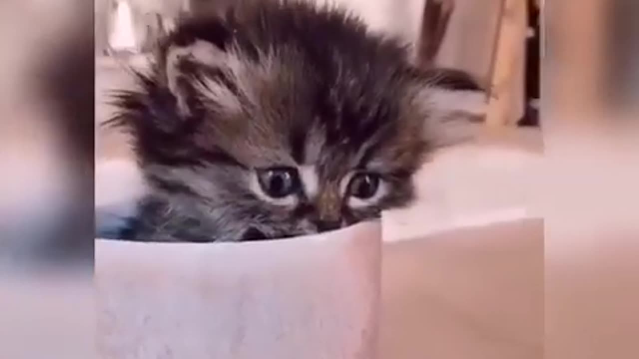 Cute and Funny Baby Cat Videos Compilation 🐱 Part 01