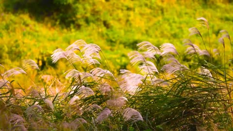 Amazing Nature Scenery with beautiful flute background music