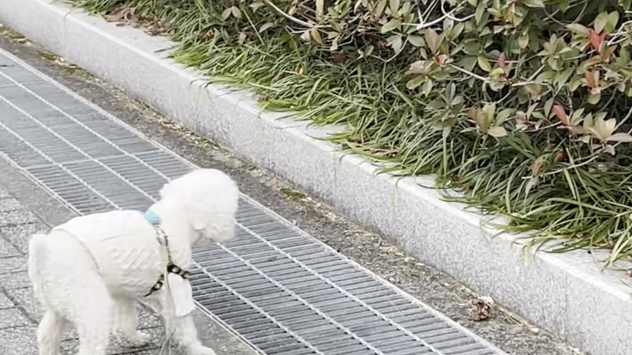 Puppy that you want to have pine cones.