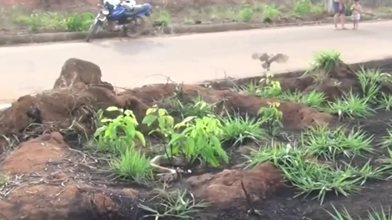 impressive burrowing owl attacks boa constrictor