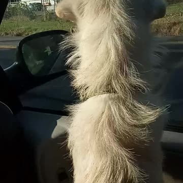 Rescue 🛟 🐶 Dog