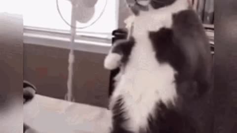 Cute Cat Gif