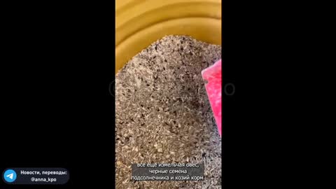 Farmers Say: GMO Feed Causing Chickens to Quit Laying Eggs... **1 Min.**