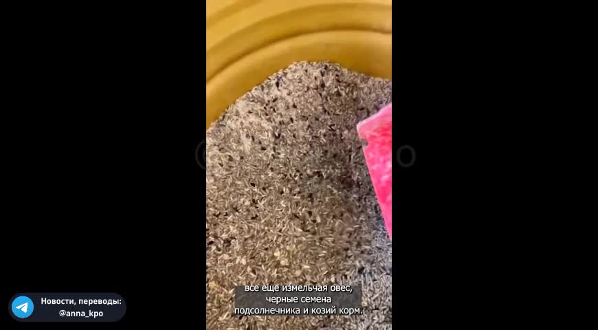 Farmers Say: GMO Feed Causing Chickens to Quit Laying Eggs... **1 Min.**