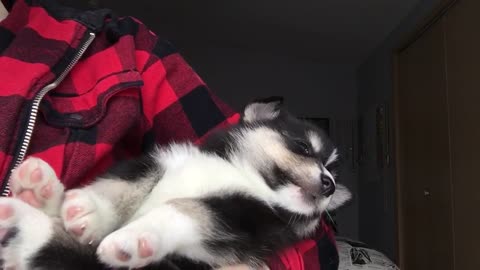 Baby Elise, Blue-Eyed Pomsky Falling Asleep In 59 Seconds! This Will Put You To Sleep!