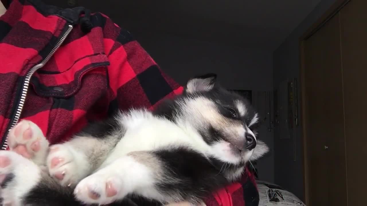 Baby Elise, Blue-Eyed Pomsky Falling Asleep In 59 Seconds! This Will Put You To Sleep!