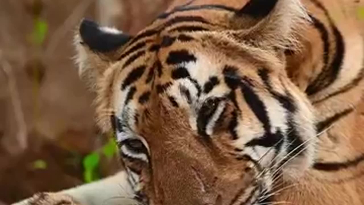 😈Attitude Tiger Status Video,🔥Wild Life Animals #shorts #status#viral 🥀🥀