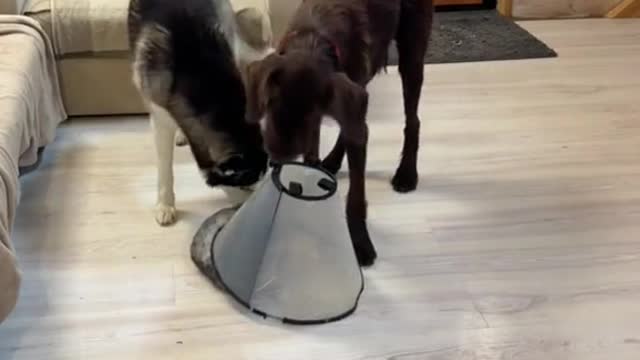 WATCH and TRY TO STOP LAUGHING.