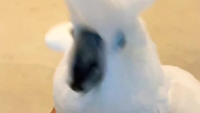 Umbrella Cockatoo Dancing