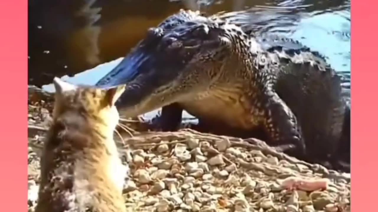 Dont underestimate a catπππ