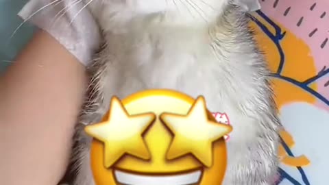 #asmr #asmrsounds #cat #cute #kitty #foryou #fyp