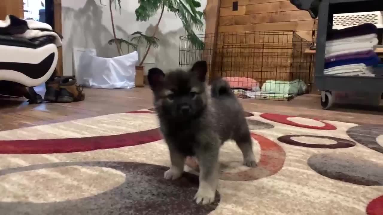 Best Bowtie Pomsky Love - Opal Is Such A Good Little Girl!