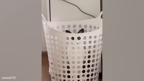 funny cats