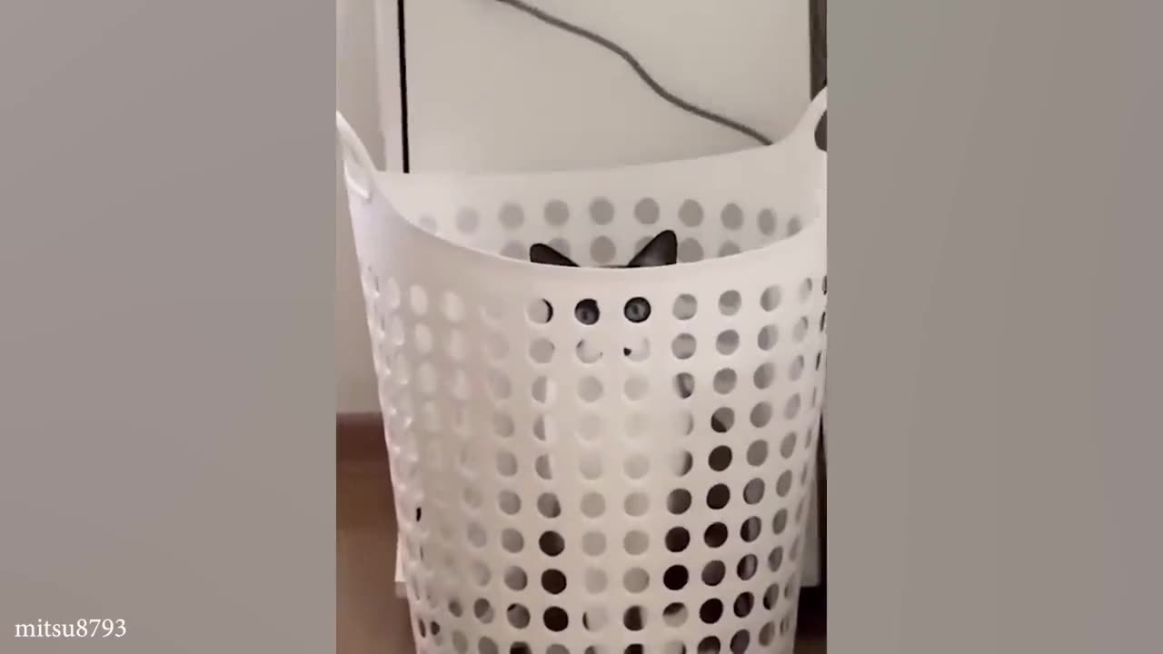 funny cats