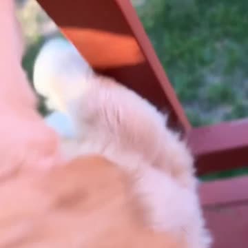 stuck between a porch and a hard place #dogtraining #funny