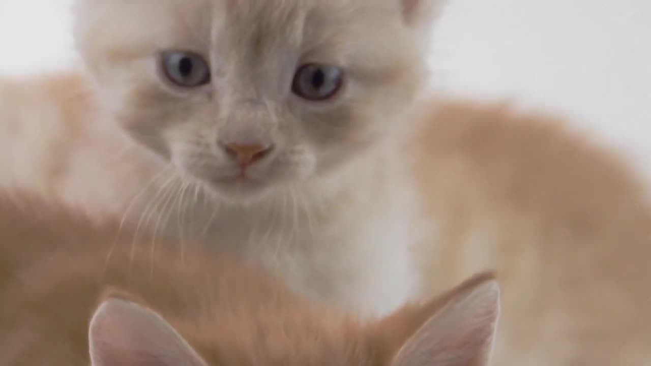 Cute cats kittens meowing video