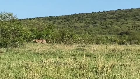 when the cheetah meets the impala
