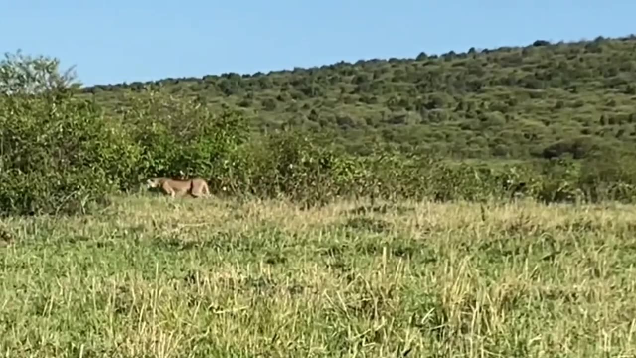 when the cheetah meets the impala
