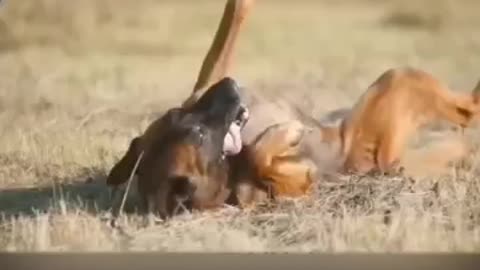 Self defense against dog bite