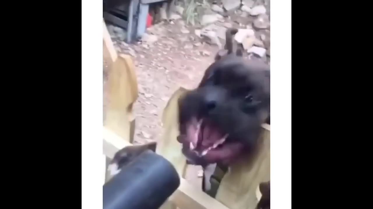 Funniest Cats And Dogs Video paws & Claws comedy 2024
