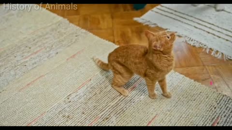 pets new funny free download _ Funny animal videos copyright free _ History of Animals _