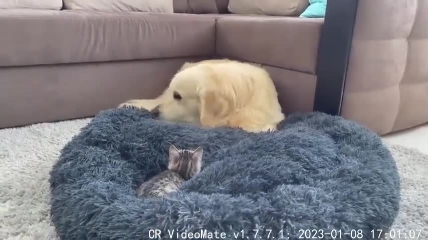 Golden Retriever Shocked by a Kitten occupying his bed!