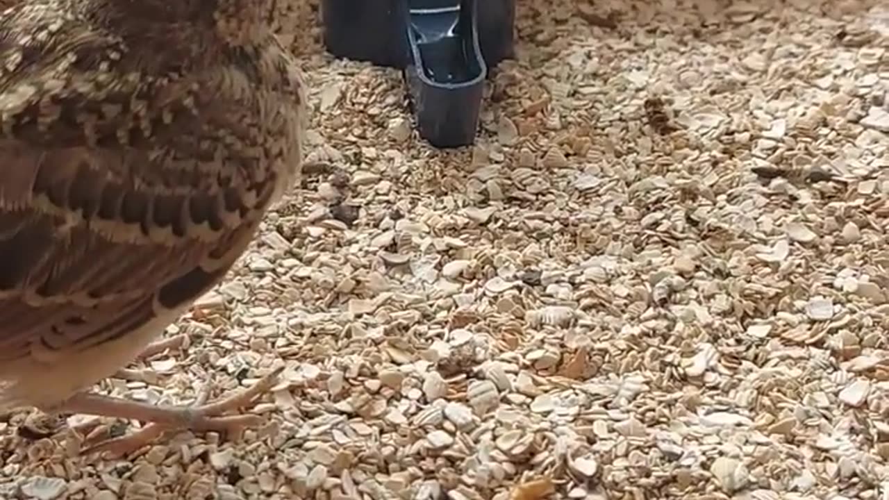 The nestling of the crested lark #songbirds #birds #peniceptics #p